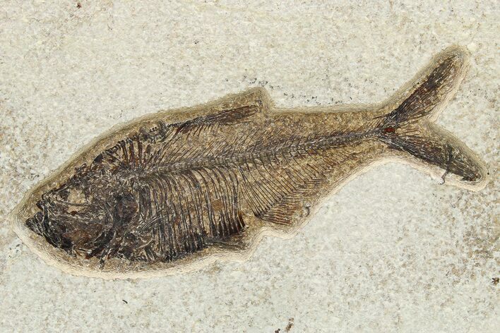 Beautiful Fossil Fish (Diplomystus) - Wyoming #275171